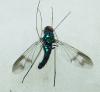 Condylostylus sp.